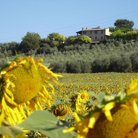 Agriturismo Oliveto Di Geltrude Contessa 阿米里亚 外观 照片