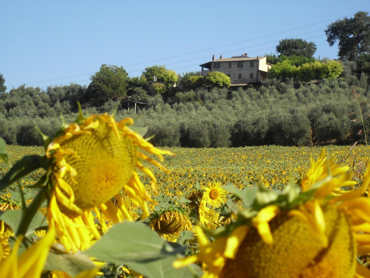 Agriturismo Oliveto Di Geltrude Contessa 阿米里亚 外观 照片
